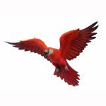PARROT FLYING (RED) Life size statue